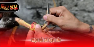 Mẹo đá gà cựa sắt