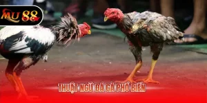 Thuật ngữ đá gà phổ biến