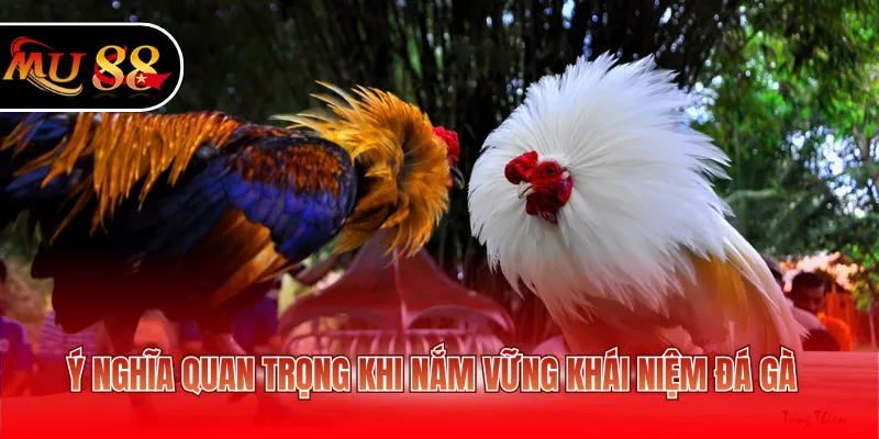 Ý nghĩa quan trọng khi nắm vững khái niệm đá gà